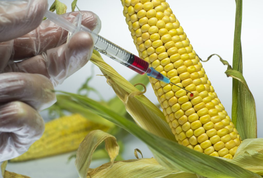 Illustration for GMO