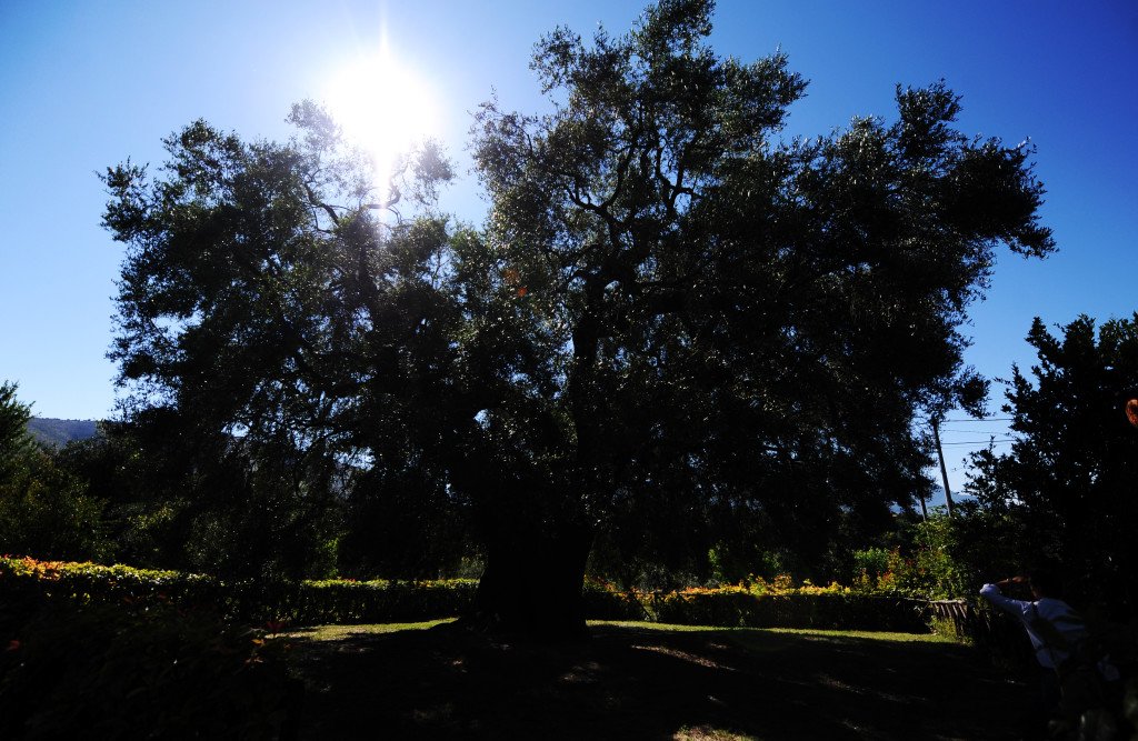 Xylella: interrogazione contro il blocco delle importazioni da parte della Francia