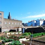 Community Garden, l’orto sociale dell’università di arte e design a Dublino