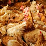 Pollo al cloro: continua la lotta tra Usa e Ue sull’utilizzo di disinfettanti