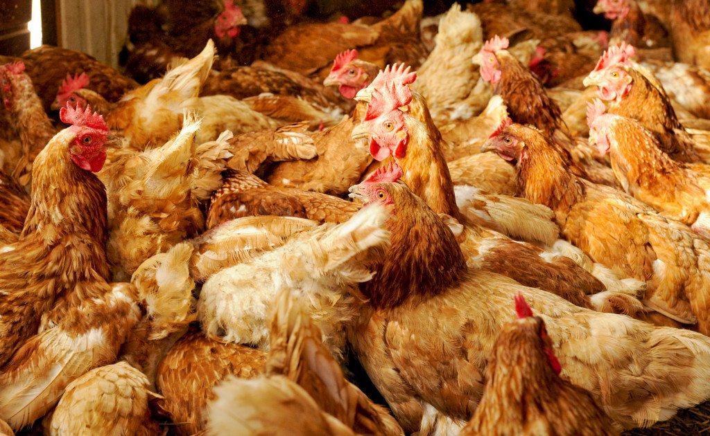 Pollo al cloro: continua la lotta tra Usa e Ue sull’utilizzo di disinfettanti