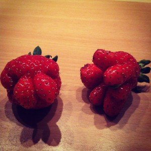 Finalement_c'est_rigolo_les_OGM._-fraise_-strawberry_-weird_(7239864634)