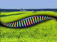 OGM_-_ADN