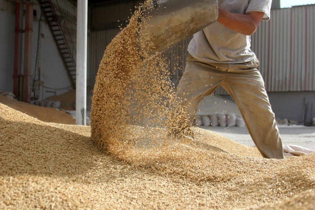 animal feed