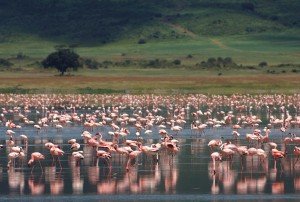 Flamingos-rosa