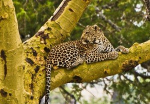 leopardo