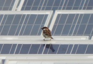 solare