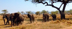 tanzania-elefanti