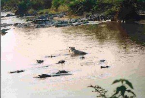 tanzania-ippopotami4