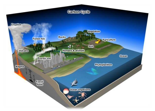 carbon_cycle