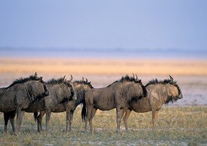 Etosha namibia