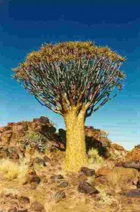 Namibia-albero.jpg-2