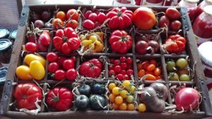 Rural - Variet+á di pomodori, media ris