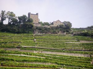 terraced_vineyards_in_switzerland