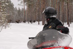 thumbnail_Safari dAlce_ Svansele wilderness center_ Skellefteå_foto Johannes Holmlund_low