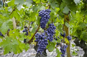 vino brand italiano3