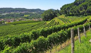 vino brand italiano