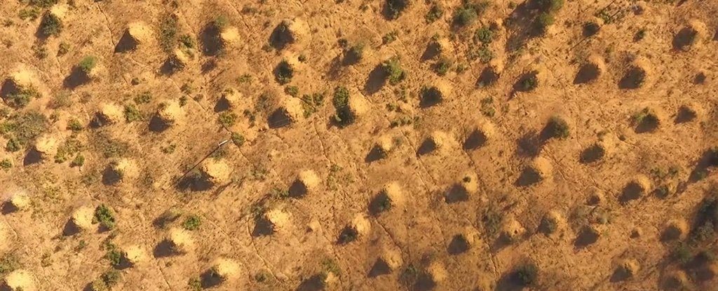 0025-termite-mounds-brazil-0_1024