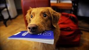 Brexit animali domestici