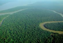 “Foresta Giuridica”: un viaggio nell’Amazzonia martoriata