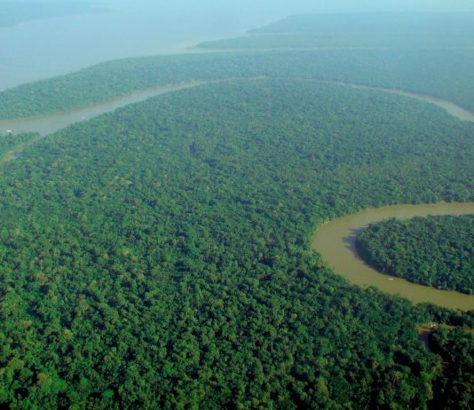 “Foresta Giuridica”: un viaggio nell’Amazzonia martoriata