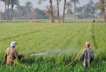 I finanziamenti per la lotta al cambiamento climatico trascurano la piccola agricoltura agricoltura