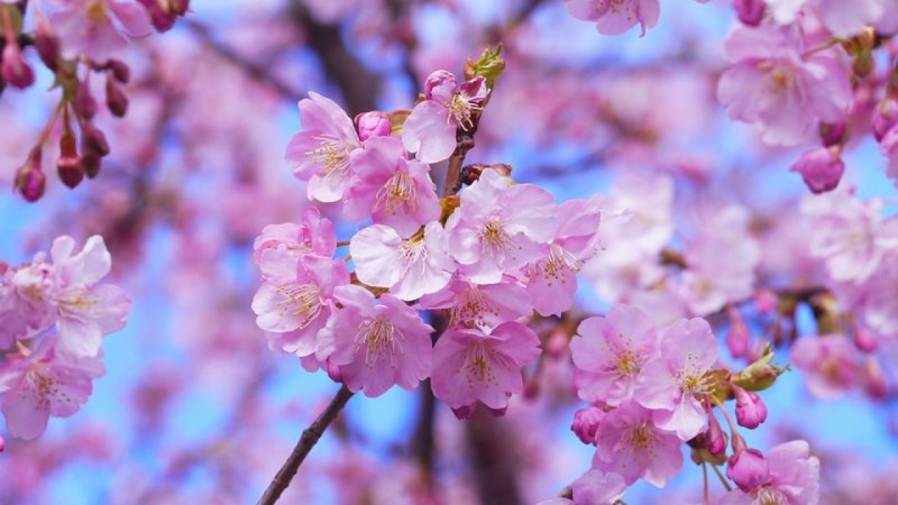 fiori di Ciliegio