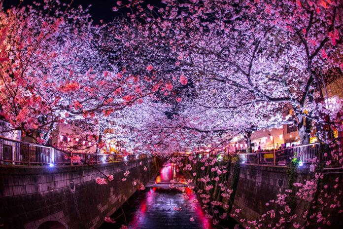 tokyo fiori di Ciliegio