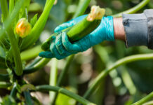 Mi.Qual.Zuc il progetto che punta all’innovazione sostenibile dell’Agro Pontino grazie ai fondi dello sviluppo rurale europeo Mi.Qual.Zuc il progetto che punta all’innovazione sostenibile