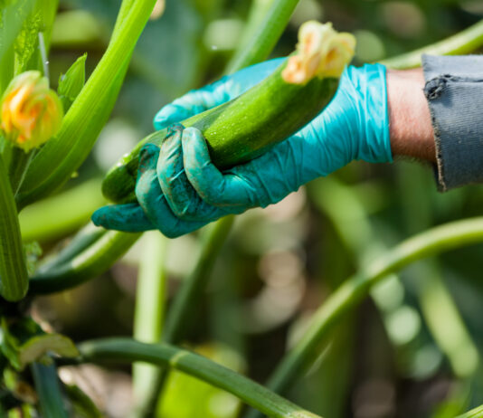Mi.Qual.Zuc il progetto che punta all’innovazione sostenibile dell’Agro Pontino grazie ai fondi dello sviluppo rurale europeo Mi.Qual.Zuc il progetto che punta all’innovazione sostenibile