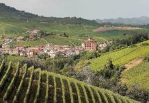 Il vino in Italia vale 11 miliardi di euro con 50 milioni di ettolitri (nel 2019) Vino in italia