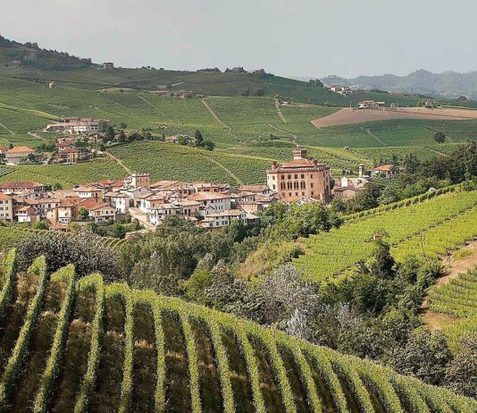 Il vino in Italia vale 11 miliardi di euro con 50 milioni di ettolitri (nel 2019) Vino in italia