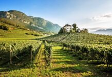 Un vino per l’estate: bianco, rosato, bollicine o rosso? vino