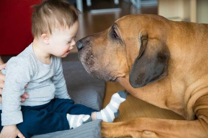 Pet therapy