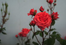 Maggio, il mese della rosa e della Madonna Maggio