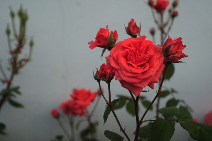 800px-Chinese_Rose Maggio