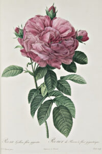 rosa_gallica_redoute