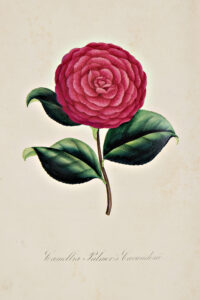 Camelia_Palmers_ Cavandesii_fontaine