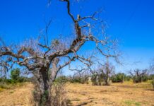 Xylella fastidiosa: un biosensore elettronico per prevenirla Xylella fastidiosa
