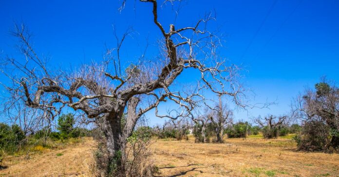 xylella Xylella fastidiosa