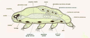 Tardigradi