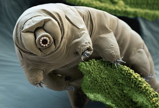 Tardigradi, i primi abitanti della Luna Tardigradi