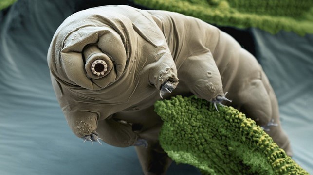 Tardigradi Tardigradi