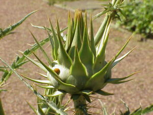 Cardo_cynara_cardunculus