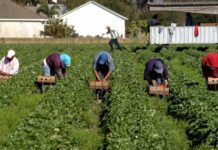 Bambini vittime dello sfruttamento lavorativo subito dai genitori Bambini
