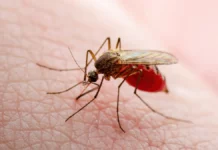 Dengue, la febbre arriva in Italia Febbre dengue