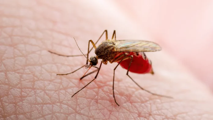 Febbre dengue Febbre dengue