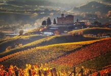 Il Mercato mondiale e il museo del tartufo di Alba (Mudet)
