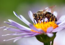 Le api e gli impollinatori stanno sparendo Api