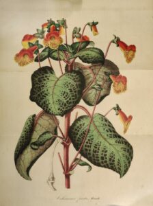 Louis-Van-Houtte_achimenes_picta